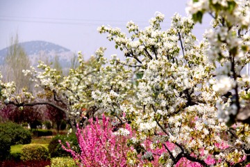 梨花 梨树