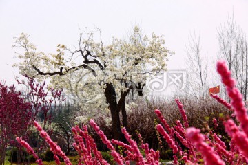 梨树 梨花