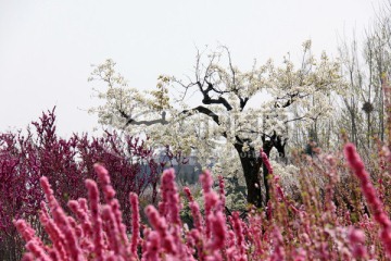 梨花 公园风景