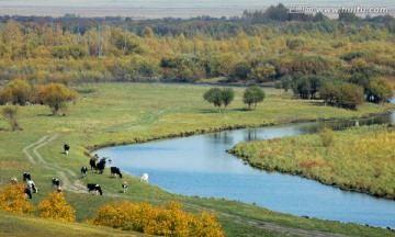 湿地河流牧场牛群