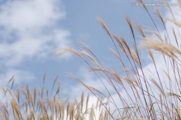 芒花芒草