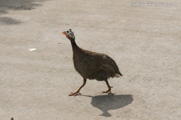 山鸡