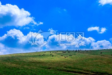 高山牧场