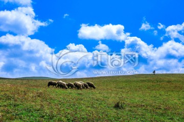 高山牧场