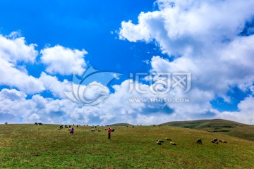 高山牧场