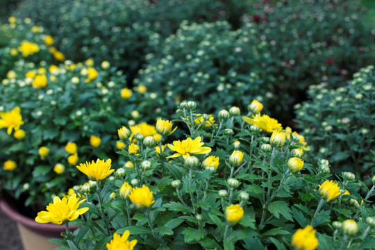 黄菊花 小菊花