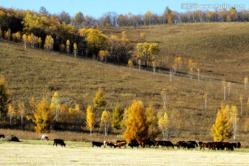 秋季的马群田野
