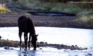 河边喝水的马