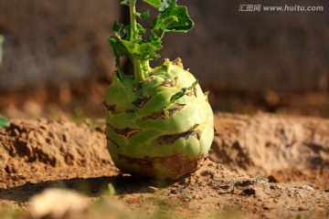 芋头