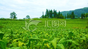 烤烟基地 兴隆 农业经济