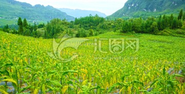 烟草基地 兴隆 经济作物