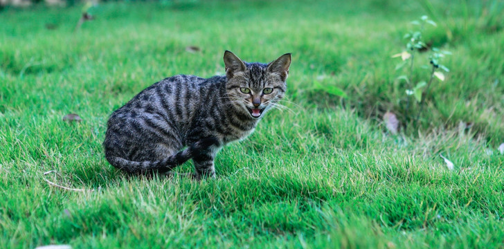 小花猫