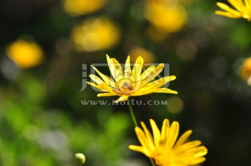 野雛菊