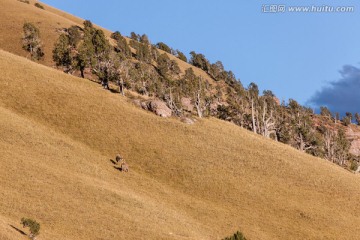 金黄色山坡上的白唇鹿 牧区