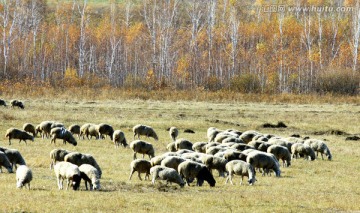 秋季森林牧场羊群