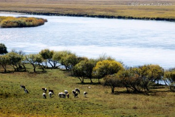 湿地放牧牛群