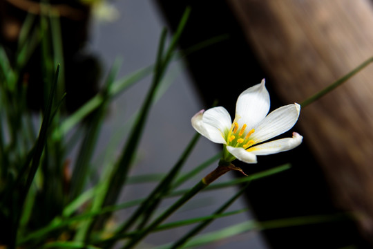 小白花