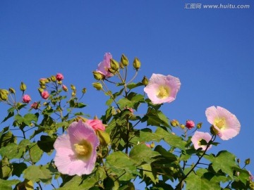 木槿花