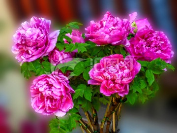 牡丹花