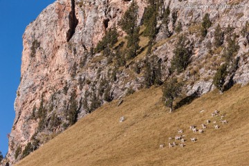 一群岩羊 石羊