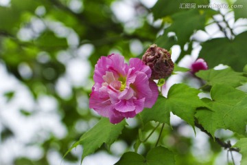 芙蓉花