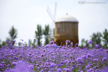 薰衣草庄园