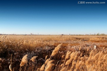 湿地 芦苇荡 大庆