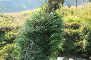 树上寄生植物