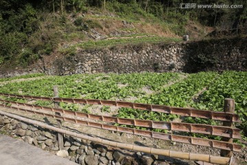 菜园风景