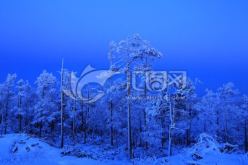 夜空下的林海雪原