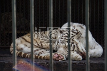 笼子里的白虎