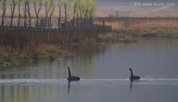 天鹅 湿地