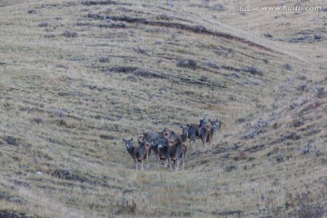 山坡上的一群白唇鹿