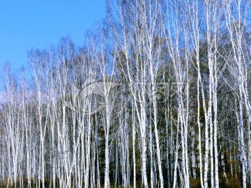 深秋的白桦林