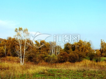 秋季原野一棵白桦树