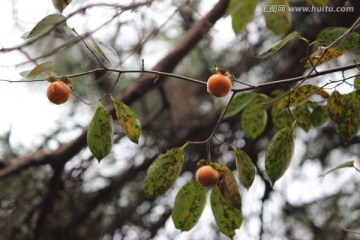 野果 柿子