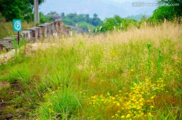 山地野草