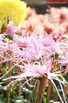 雨后粉色菊花绽放摄影特写