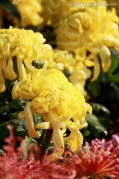黄菊花摄影图片龙爪菊