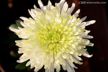 白绿菊花摄影特写图片