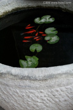中国园林养鱼荷花缸石缸