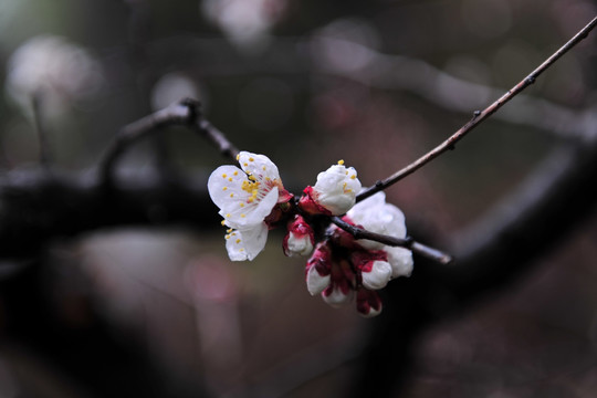 桃花 特写