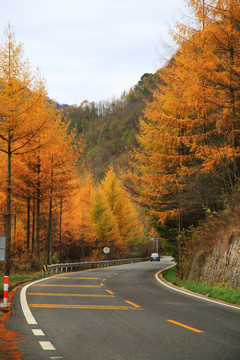 神龙架林区 山路弯弯