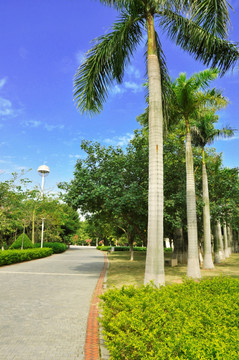 椰子树边路