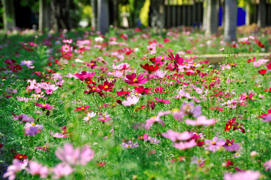 美丽花草