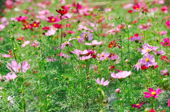 格桑花