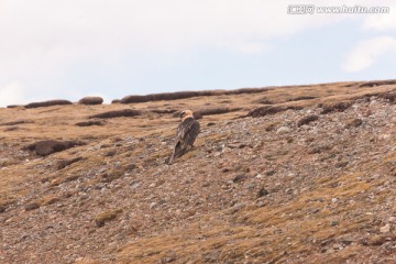 胡兀鹫 胡秃鹫 高寒草原