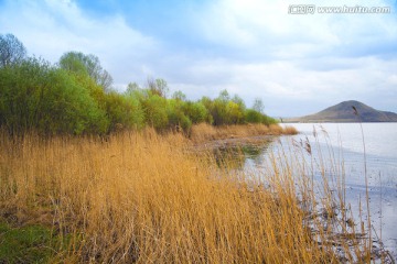 多伦湖芦苇