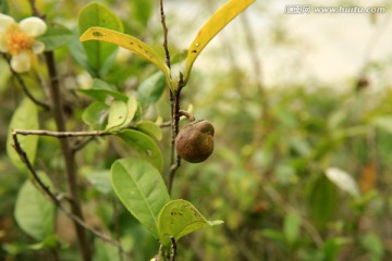 茶籽 茶树 枝条 茶花