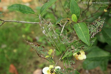 茶树病虫害